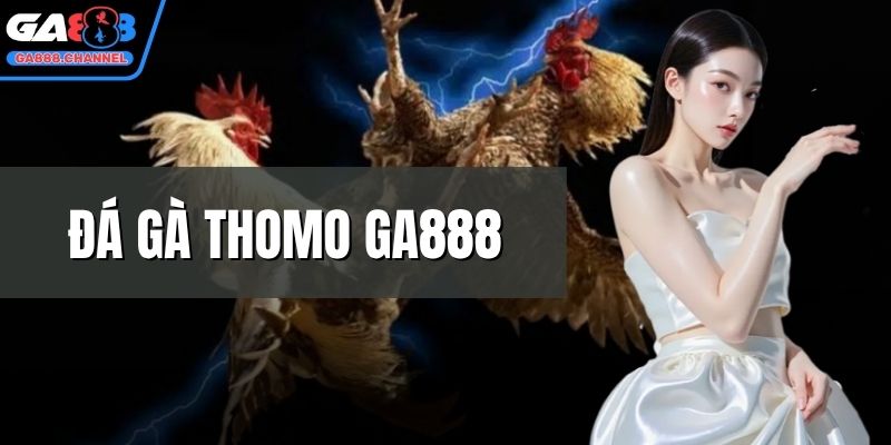 Đá gà Thomo GA888