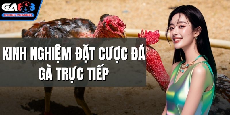 Kinh nghiệm đặt cược đá gà trực tiếp
