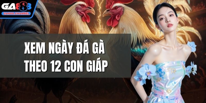 Xem ngày đá gà theo 12 con giáp
