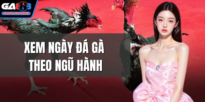 Xem ngày đá gà theo ngũ hành